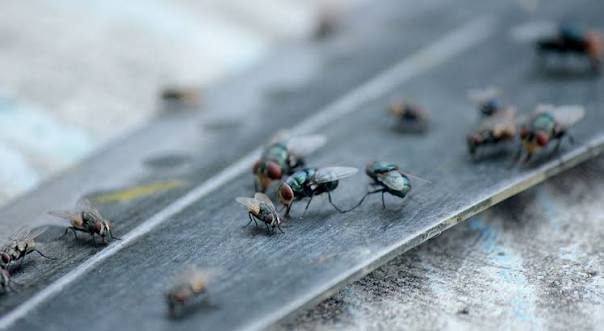 Fly Pest Control Services in Kilpauk